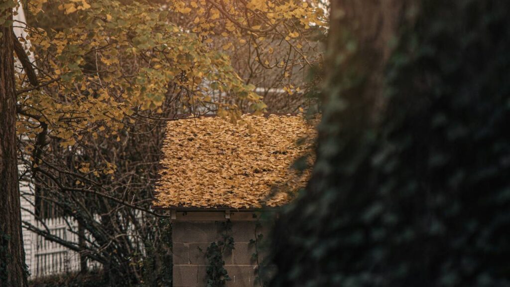 A photo of a shed with fallen leaves on its roof